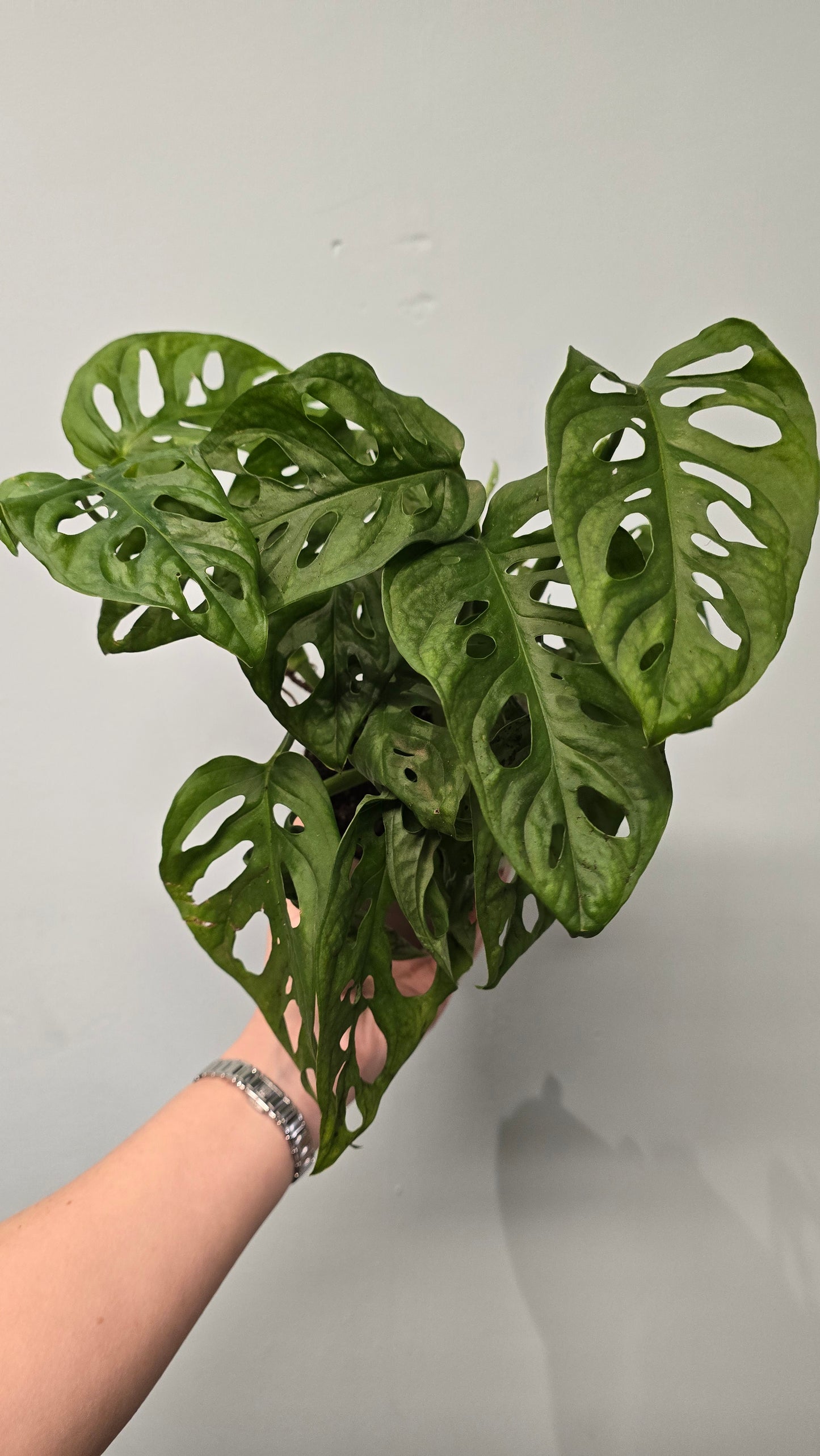 Monstera Obliqua