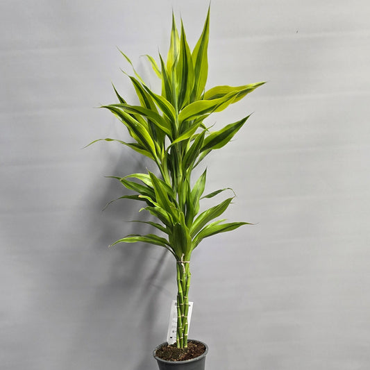 Braided Dracaena Mix