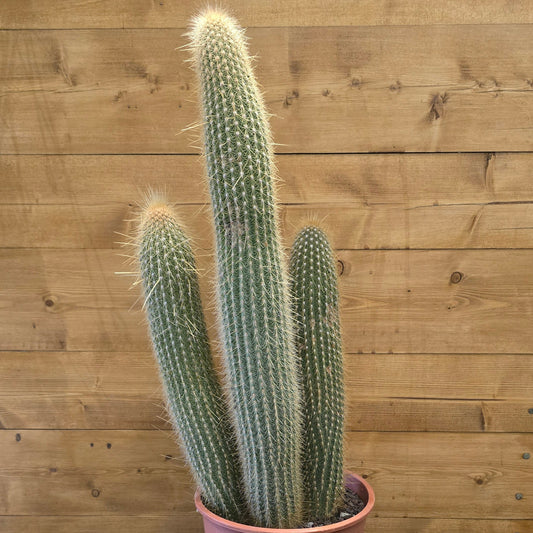 Large Golden Tuffed Cactus