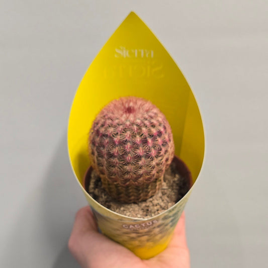 Rainbow Hedgehog Cactus - Sierra