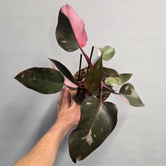 Philodendron - Pink Princess