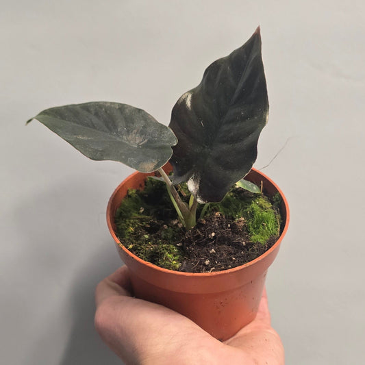 Alocasia Black Magic
