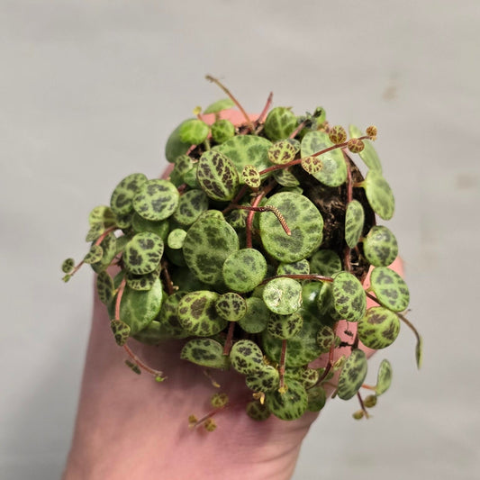 Mini - String of Turtles