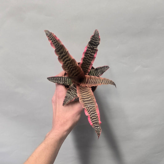 Cryptanthus Elaine - Pink Zebra Earth Star