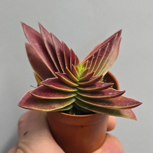 Mini - Red Crassula Capitella