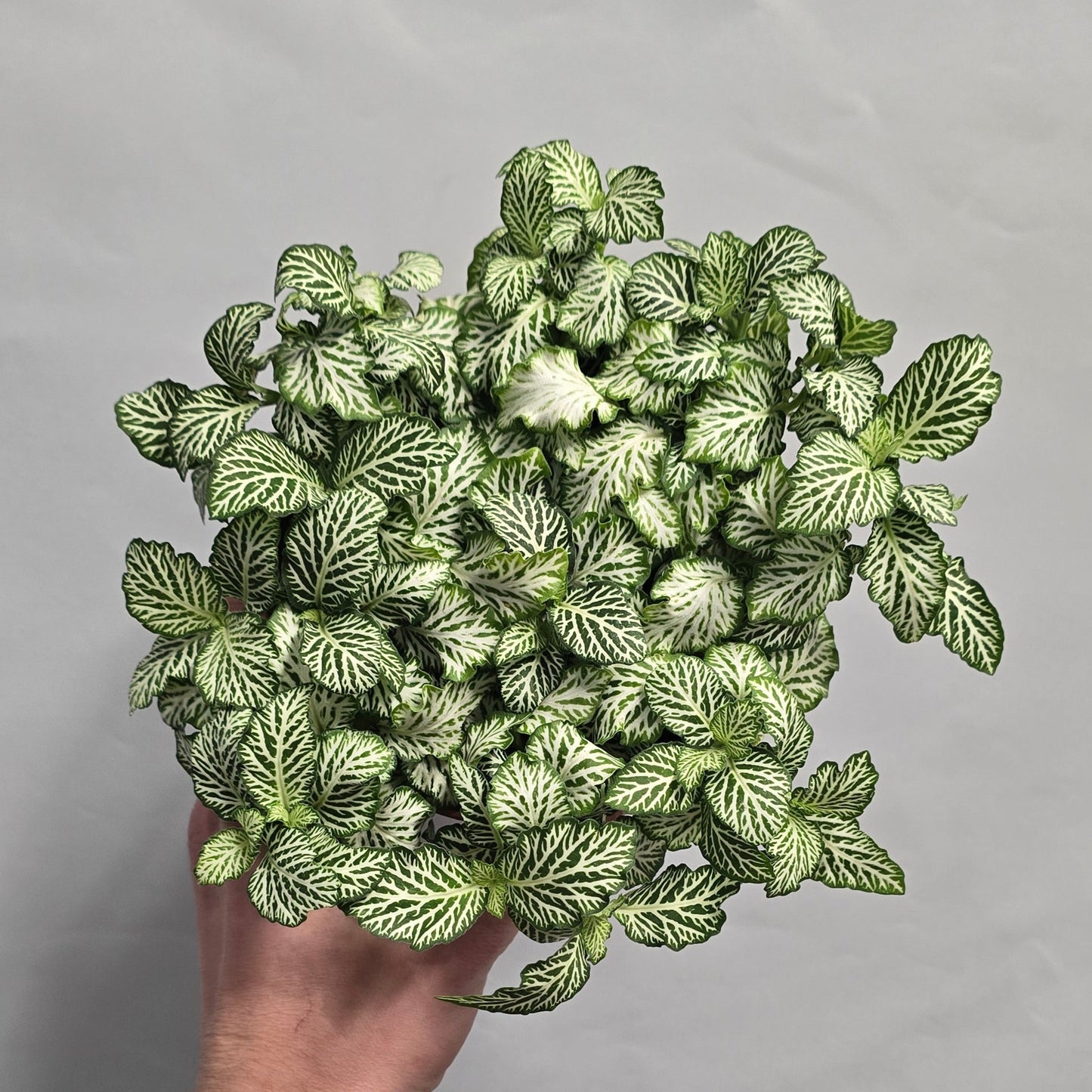 Large Fittonia - Mix
