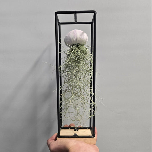 Spanish Moss in Stand