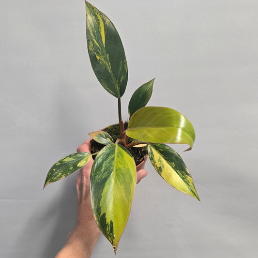Philodendron Red Congo Variegated