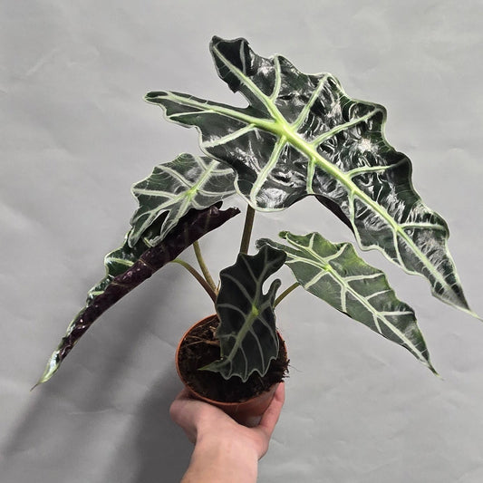 Alocasia Polly