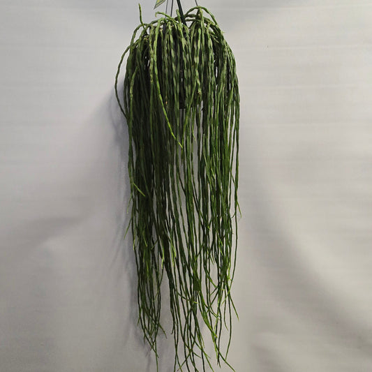 Hanging - Rhipsalis Paradoxa