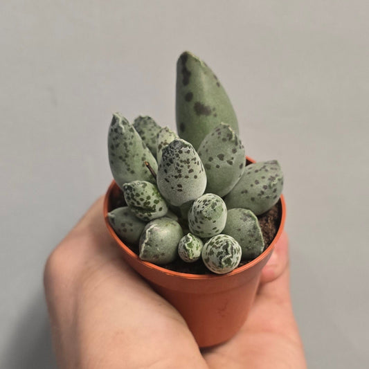 Mini - Adromischus 'Coffee Bean'