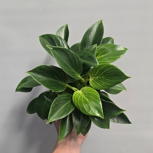 Philodendron Birkin - Compactum