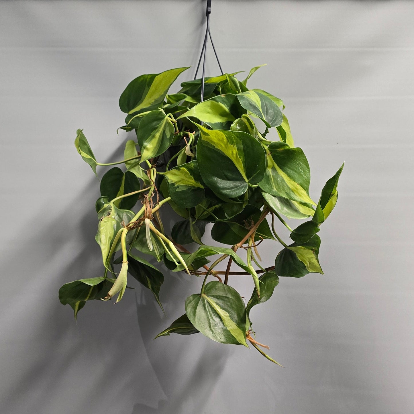 Hanging - Philodendron Scandens Brazil