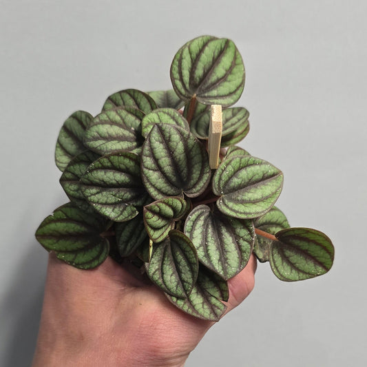 Mini Peperomia - Albovittata Piccolo