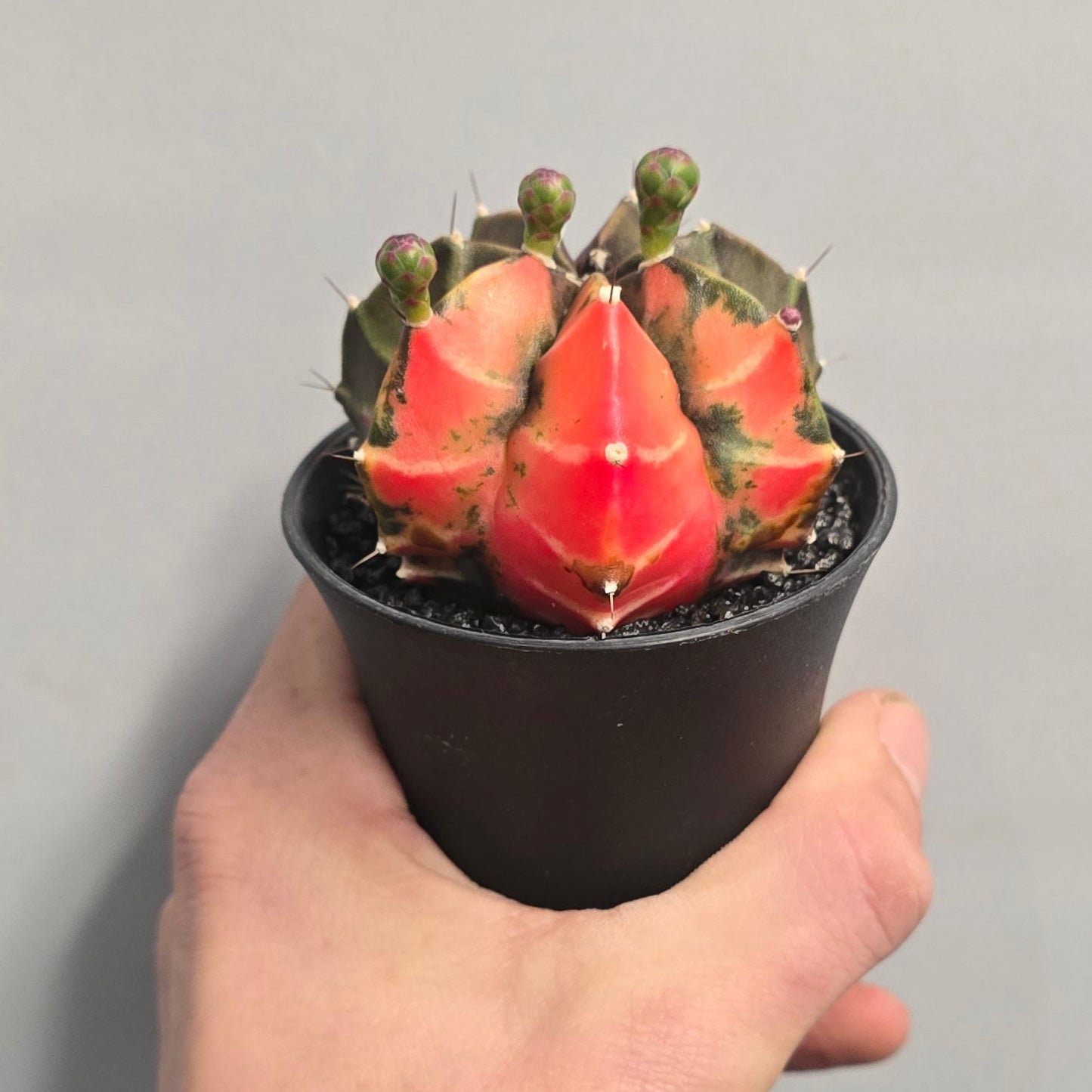 Mixed - Gymnocalycum Mihanovichii Cactus Variegated