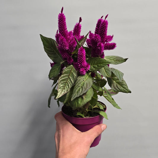 Celosia Spicata - Mixed