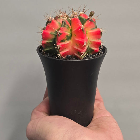 Red Gymnocalycum Mihanovichii Variegated