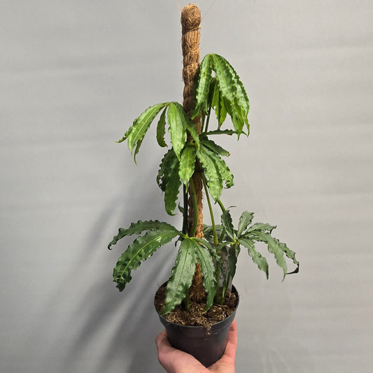 Anthurium Polyschistum