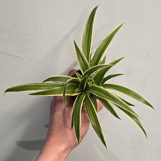 Mini - Spider Plant