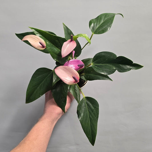 Flowering Anthurium - Mix