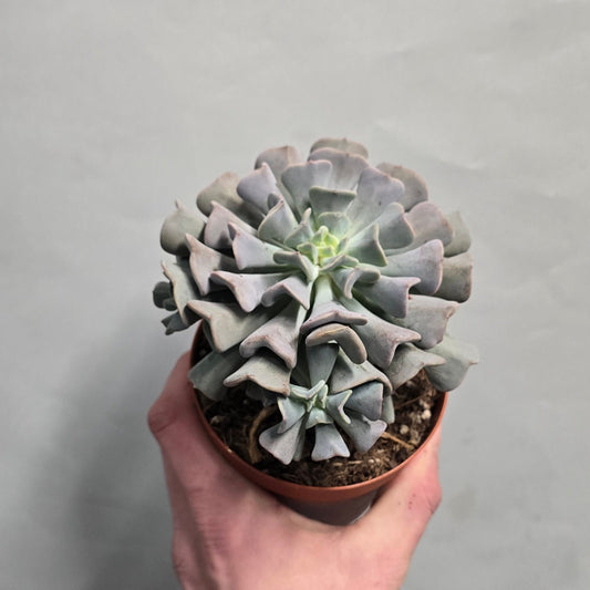 Echeveria Cubic Frost