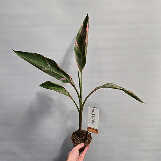 (Auction) Pink Musa Nono