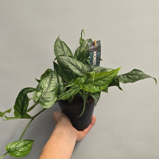 Monstera Siltepecana - Silver