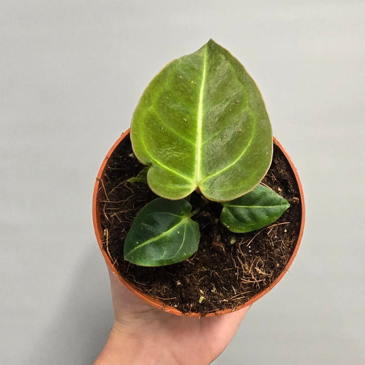Anthurium Regale