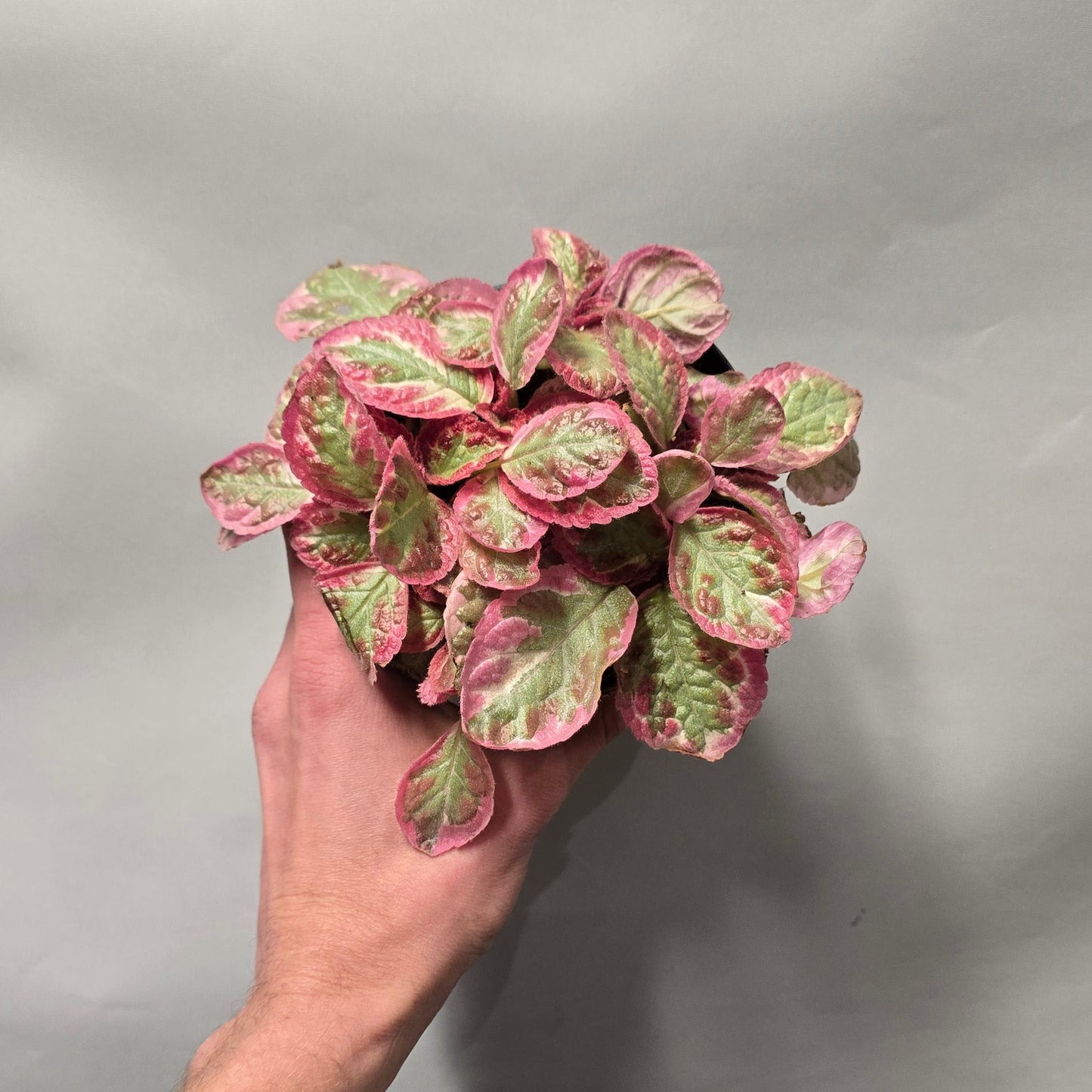 Episcia Cupreata Pink Brocade