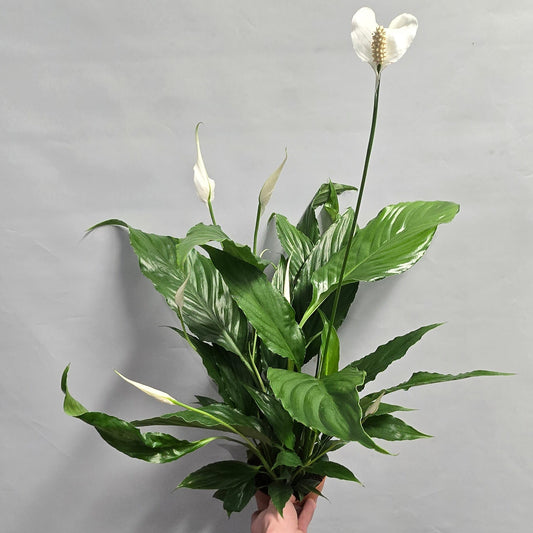 Peace Lilly - Spathiphyllum Sweet Chico