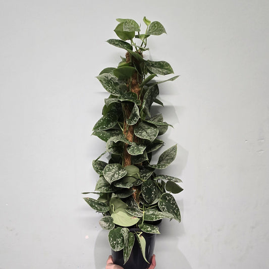 Silver Satin Pothos - on Pole