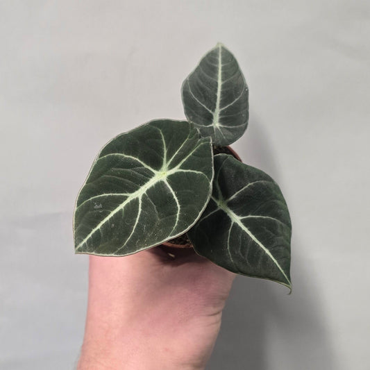 Mini - Alocasia Black Velvet