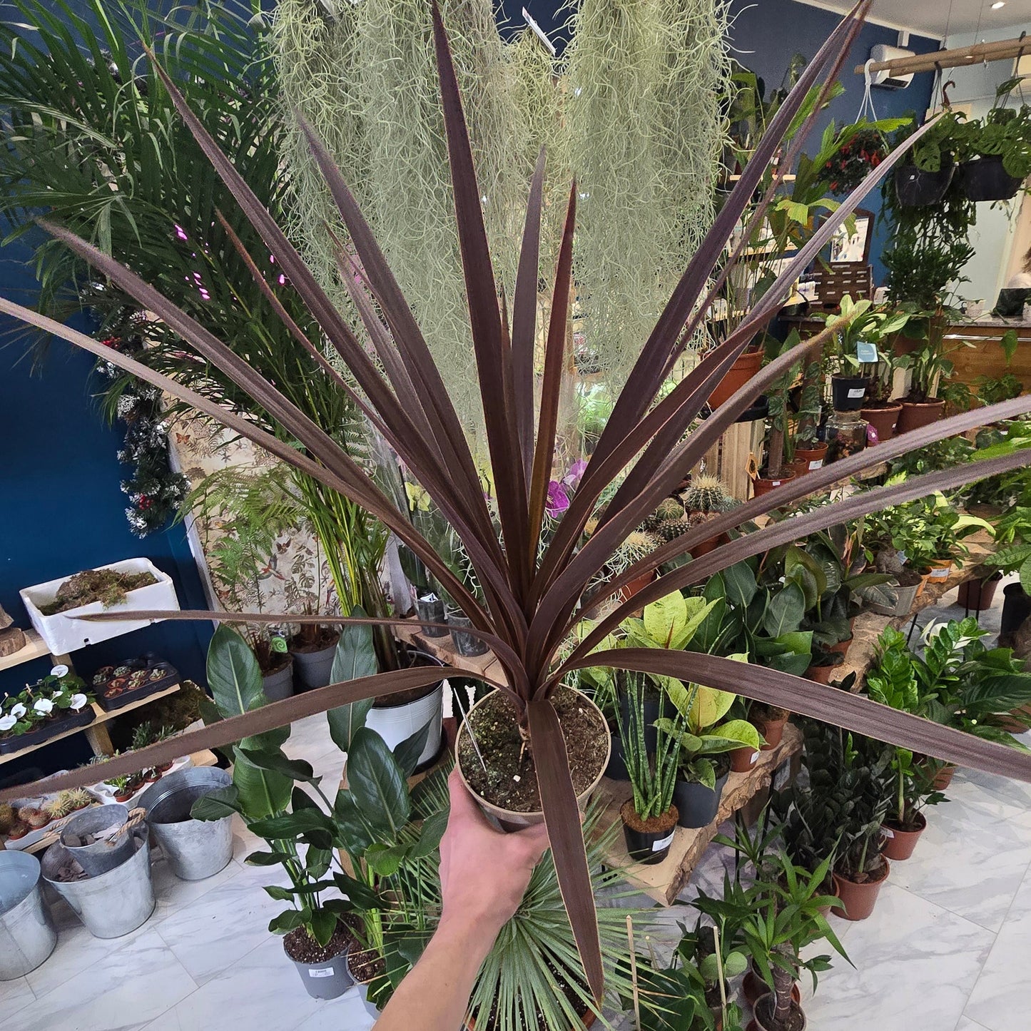 Cordyline Australis - Red Star - 50cm