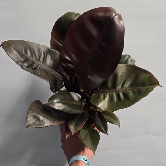 Philodendron Black Cardinal