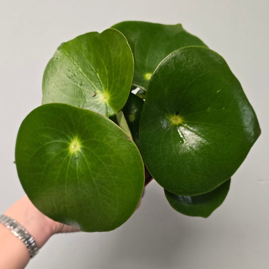 Raindrop Peperomia