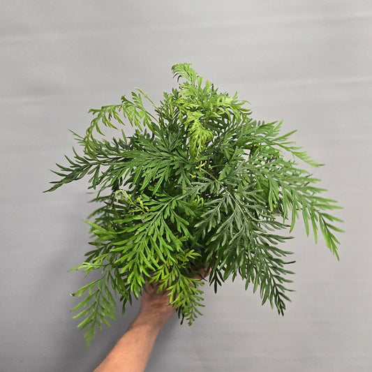 Asparagus Fox Tail Fern