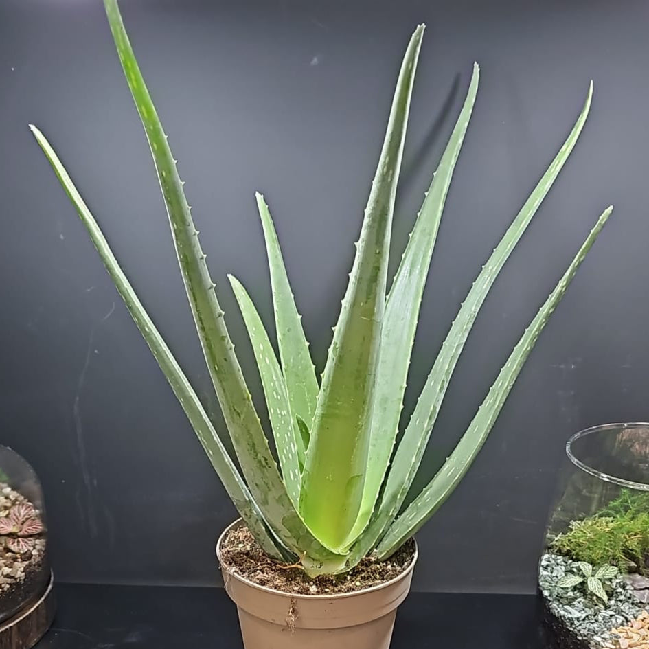 Aloe Vera