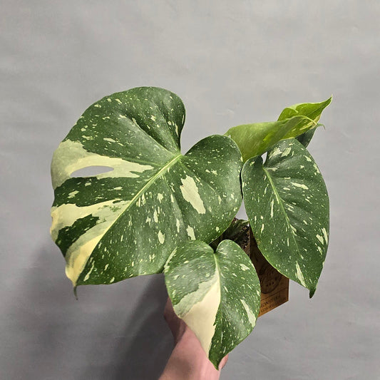 Monstera Thai Constellation