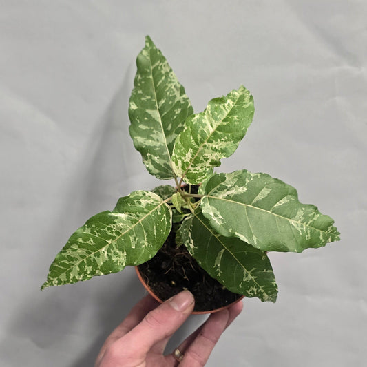 Ficus Snowstorm Variegated