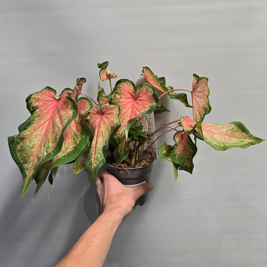 Caladium - Chinook (Grade B)