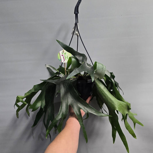 Hanging - Staghorn Fern - Bifurcatum