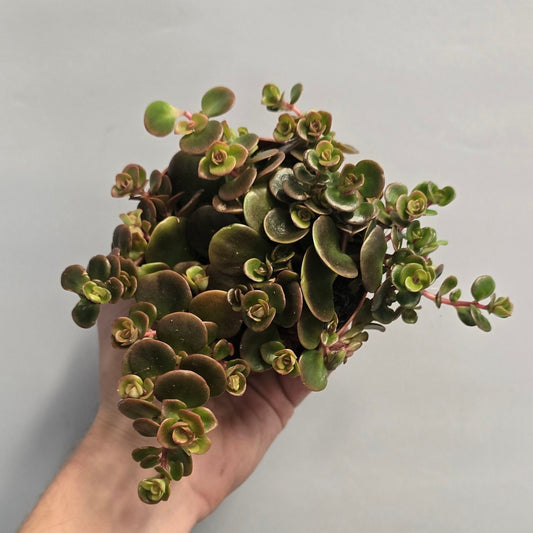Small - Sedum Coral Reef