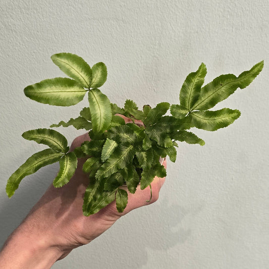 Mini - Silver Ribbon Fern