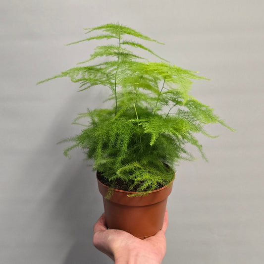 Asparagus Ferns
