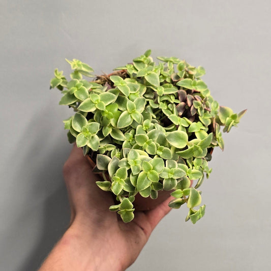 Crassula Marginalis Rubra