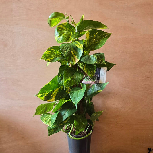 (Auction) Devil's Ivy on Pole