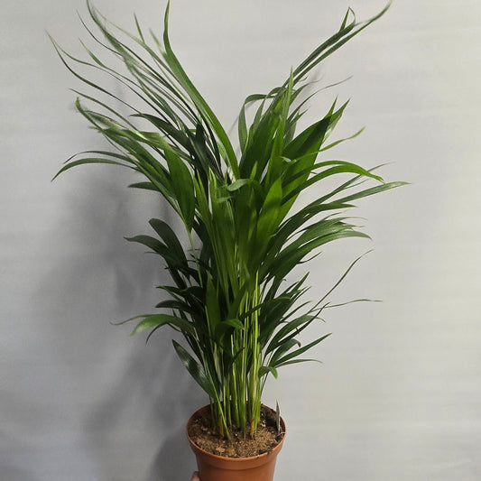 Dypsis Lutescens