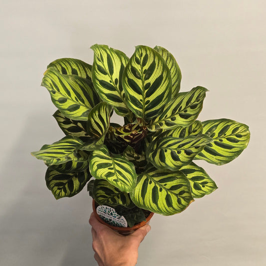 Calathea Makoyana