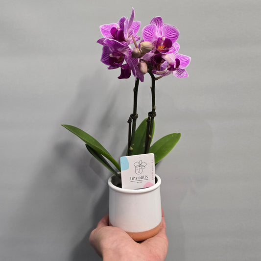 Small Moth Orchids - Double Stems & Ceramic Pot