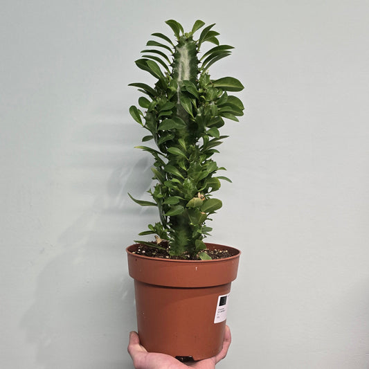 Euphorbia - Trigona 40cm